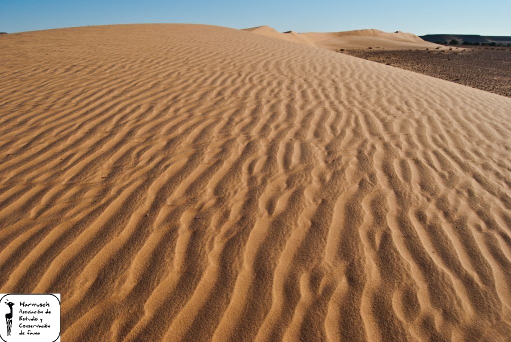 Gato de las arenas captado por cámara trampa en el desierto del Sáhara