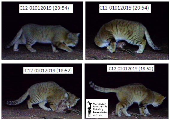 Gato de las arenas (Felis margarita) en su hábitat desértico