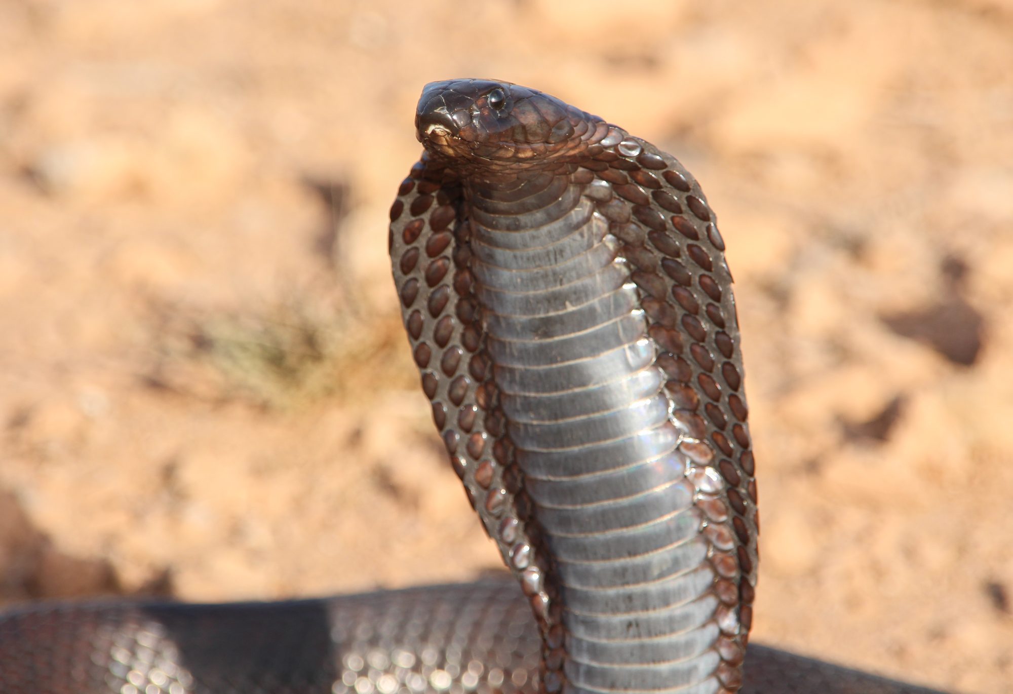 Cobra egipcia