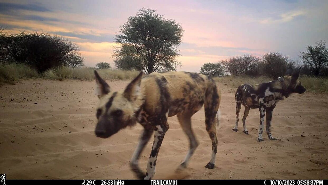 Cámara trampa de fauna en el Sáhara