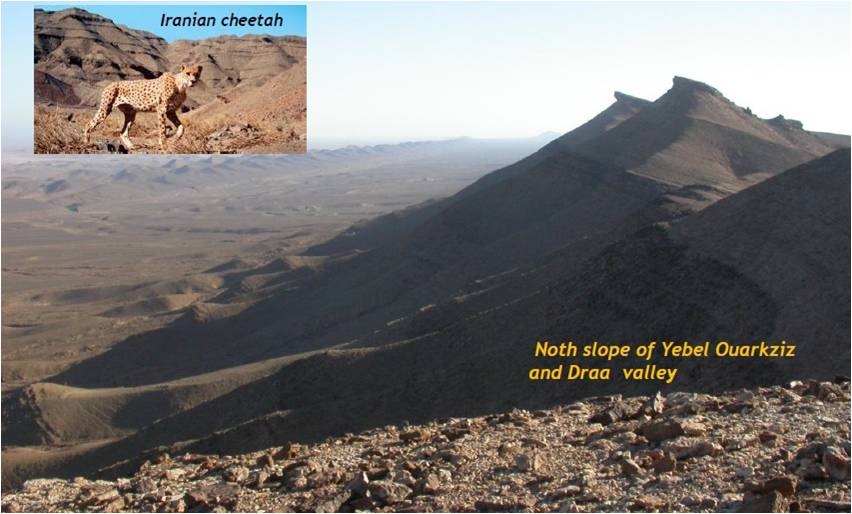 Guepardo Marruecos — imagen 2