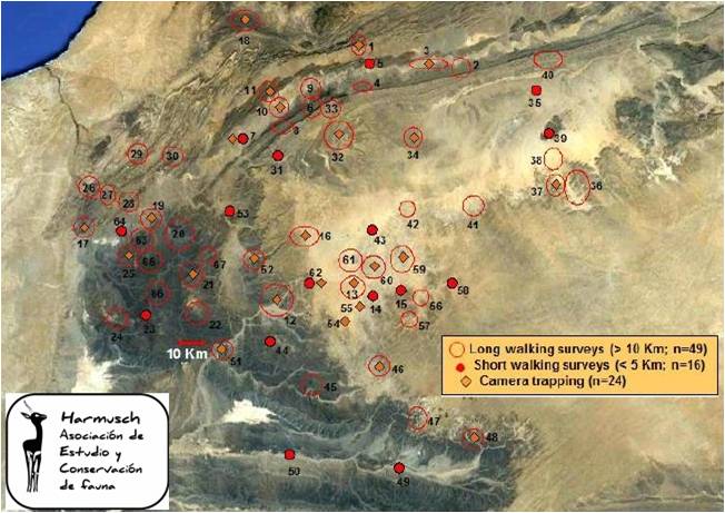 Guepardo Marruecos — imagen 4