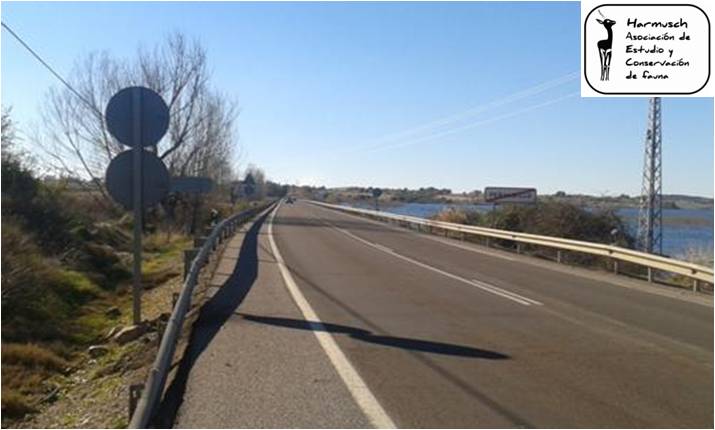 Nutrias en Ciudad Real — imagen 7